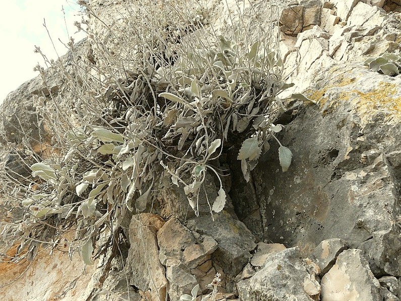 Aubretia columnae e Inula verbascifolia in habitat